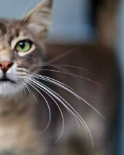 콧수염이-멋진-고양이-사진