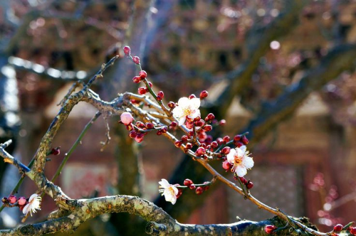 전국 매화 명소 추천 BEST 5, 광양·통도사·화엄사·휴애리 개화 시기·여행 코스 추천