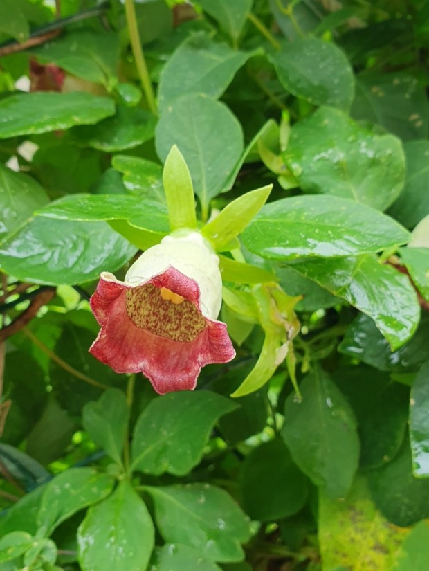 더덕꽃