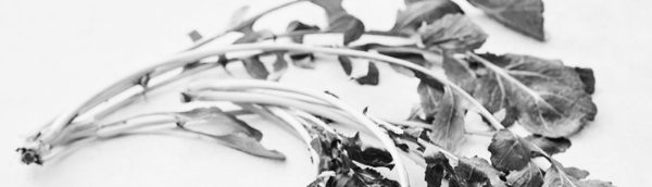 루꼴라 키우기, 루꼴라 효능