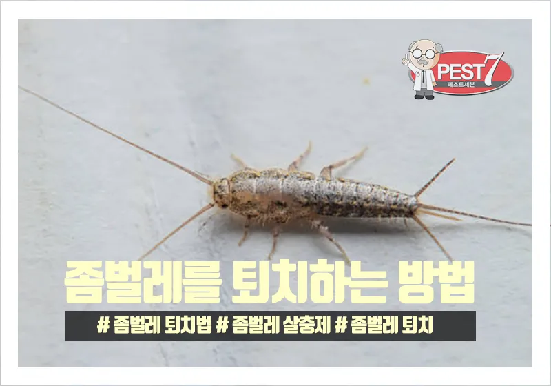 좀벌레 생기는 원인과 퇴치법 하얀벌레 제거 방법_6