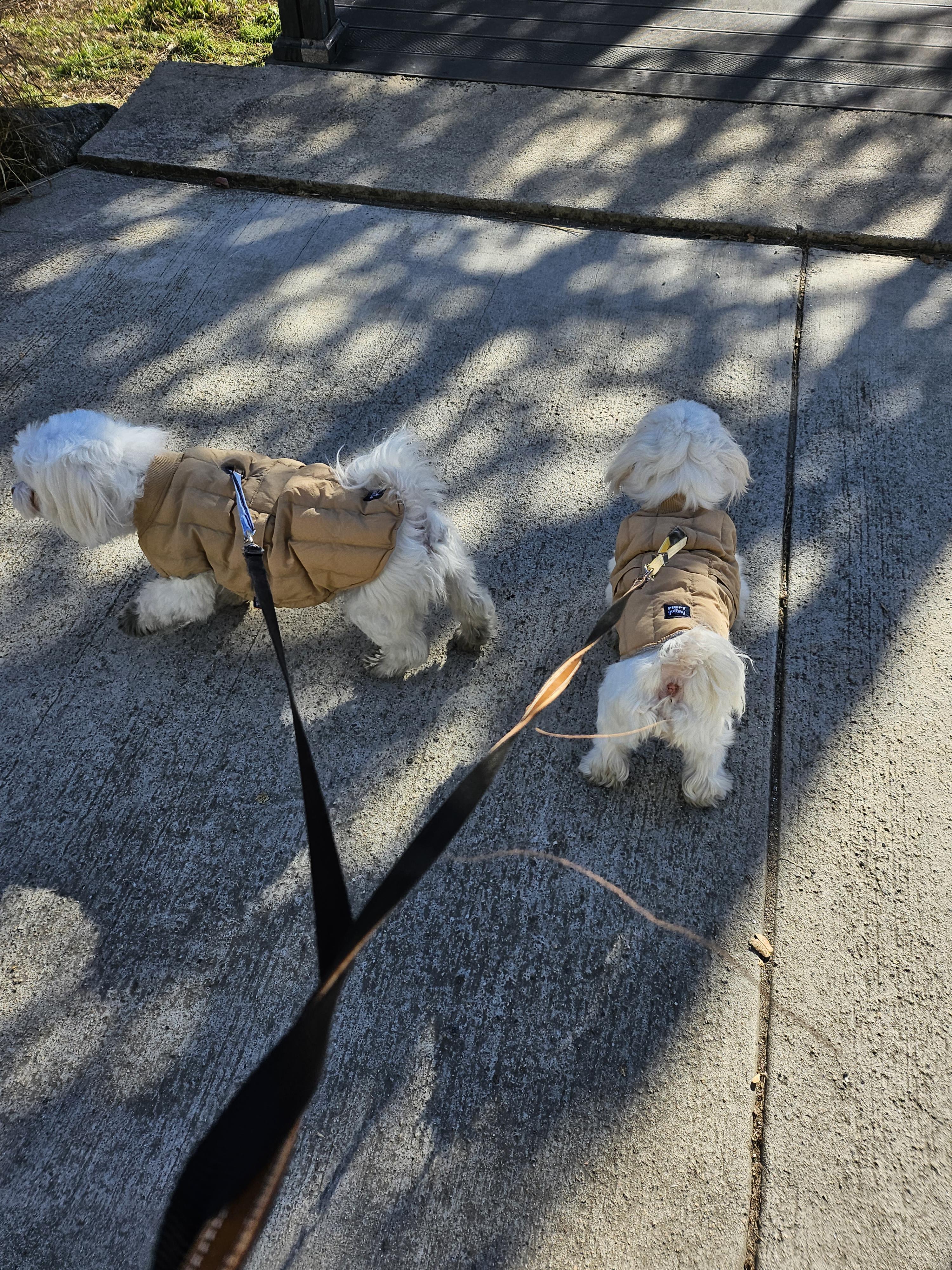 강아지겨울산책