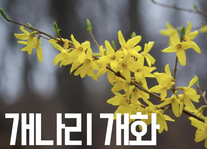 개나리 사진