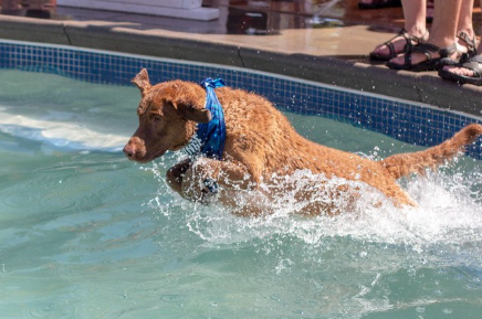 수영장에 뛰어드는 체사피크 베이 리트리버.