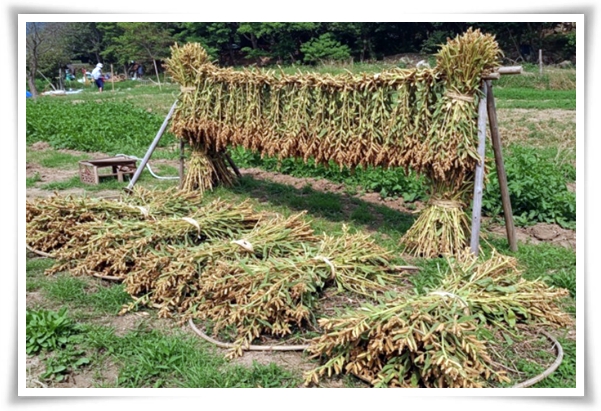 텃밭 &quot;5월, 참깨 심으세요!&quot; 향긋한 꼬소함이 톡톡, 텃밭에서 직접 키우기!