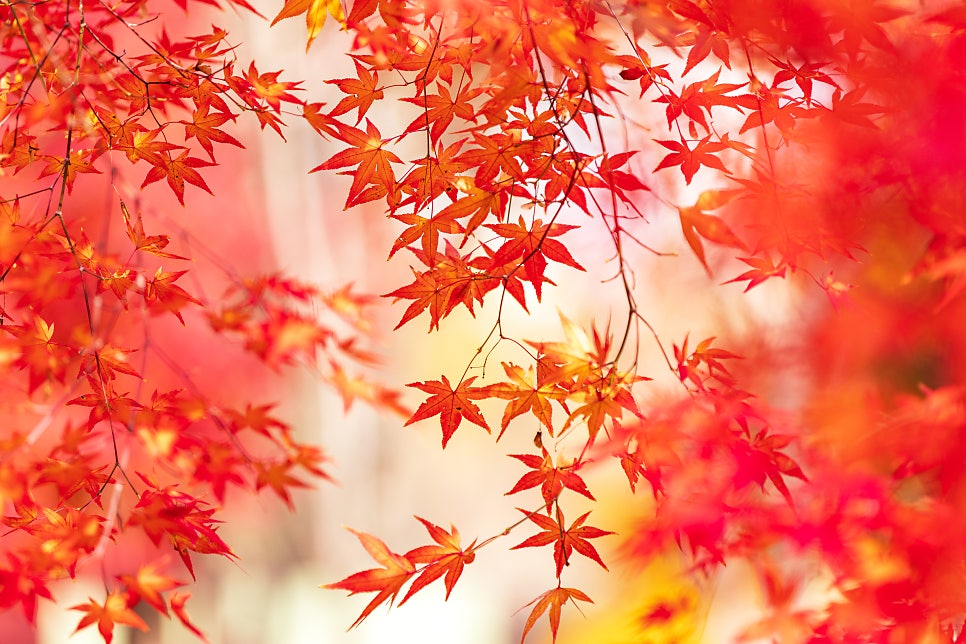 가을 단풍 이미지