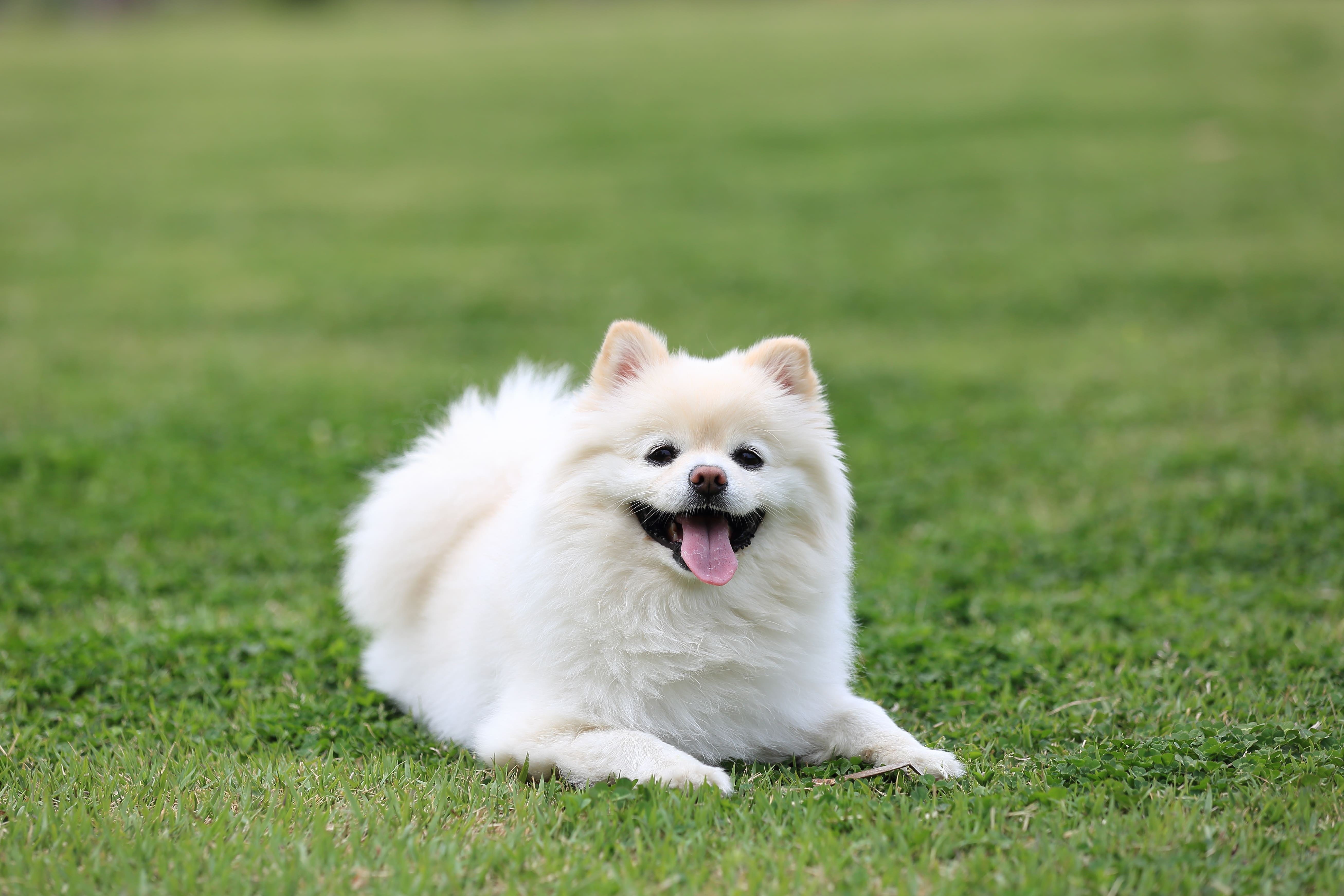 포메라니안 사료 추천