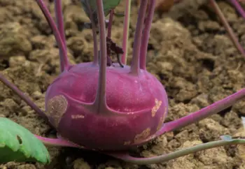 콜라비 효능 및 영양성분, 가격과 먹는법