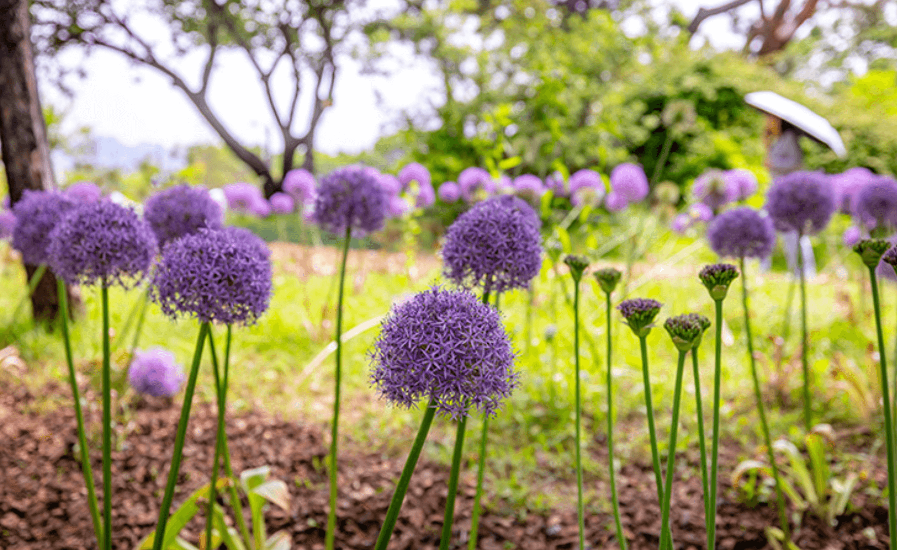 2025 서울국제정원박람회 개막 & 도심 속 12만 평 초록 물결! 🌿
