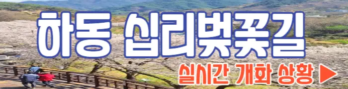 하동 십리벚꽃길 실시간 개화 상황