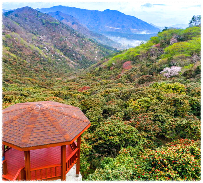 동백꽃 명소 동백나무 숲 명소 TOP 10