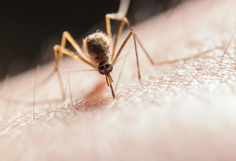 말라리아 예방약