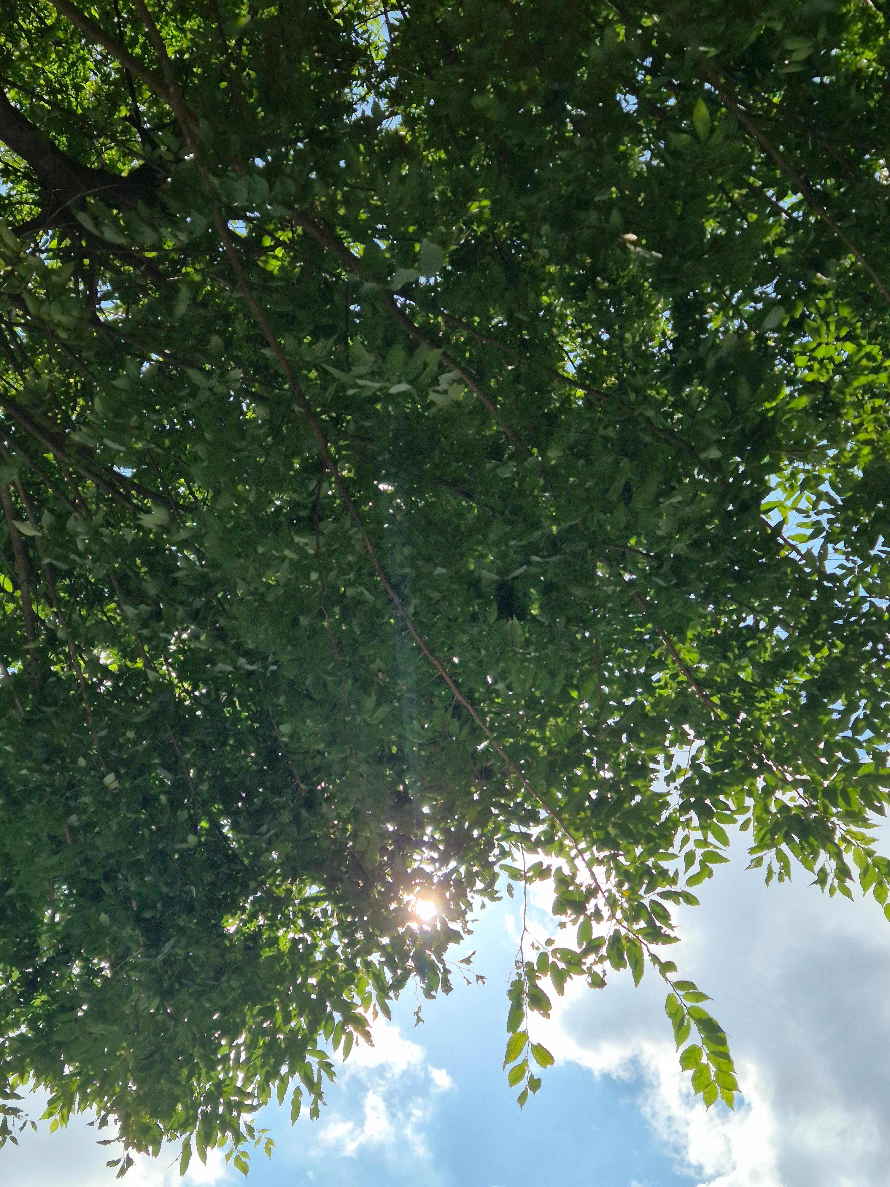 맑은 하늘과 나뭇잎 사이로 스며드는 햇살 (Sunlight streaming through green canopy against blue sky)