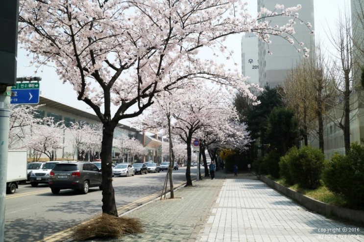 벚꽃 개화시기 2023