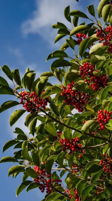 앵두효능-부작용-하루-섭취량-관련-사진