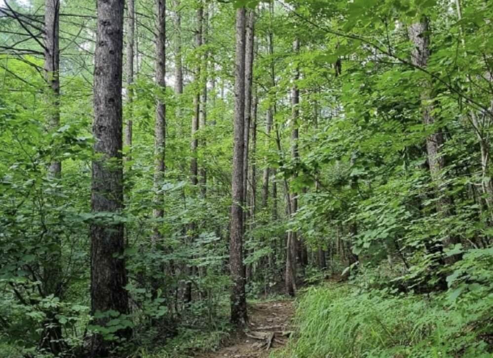 숲길 걷기 좋은 여행지 TOP 5 추천