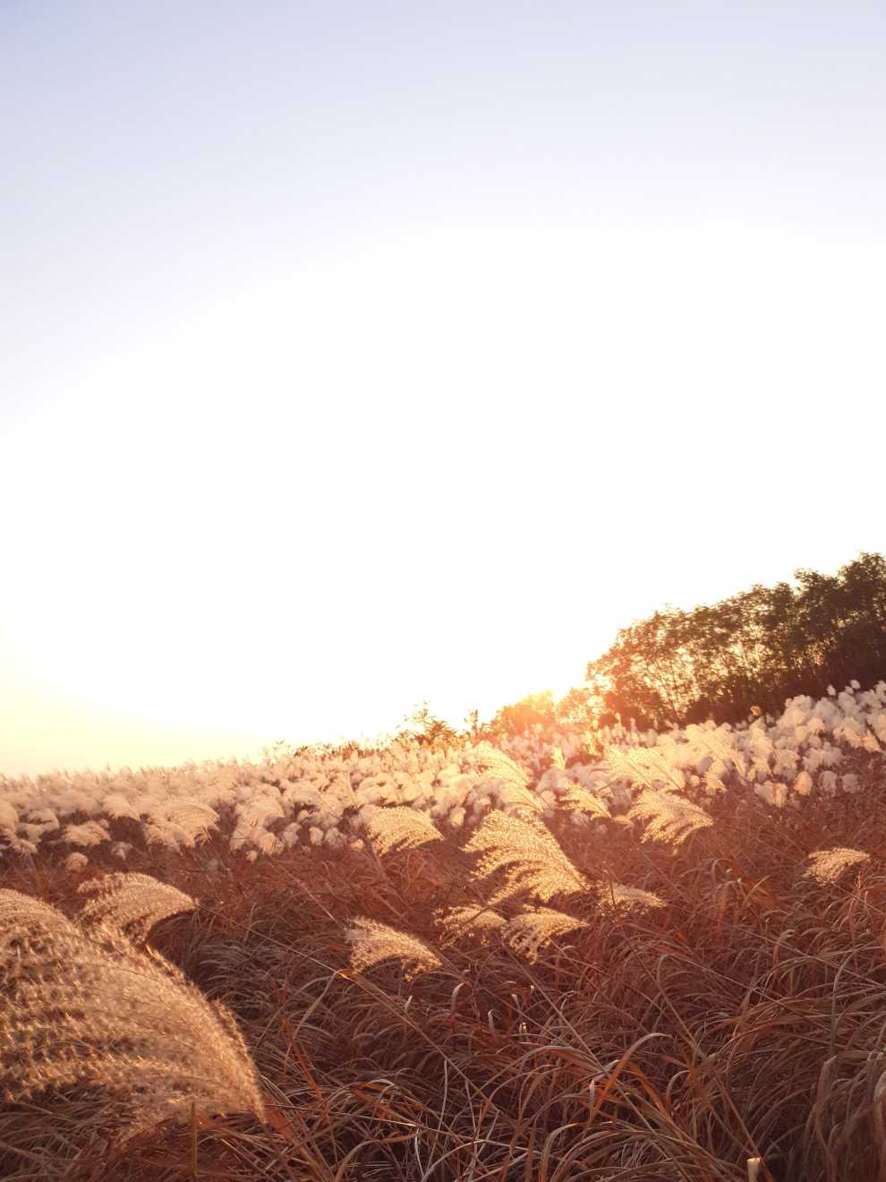 하늘공원억새축제