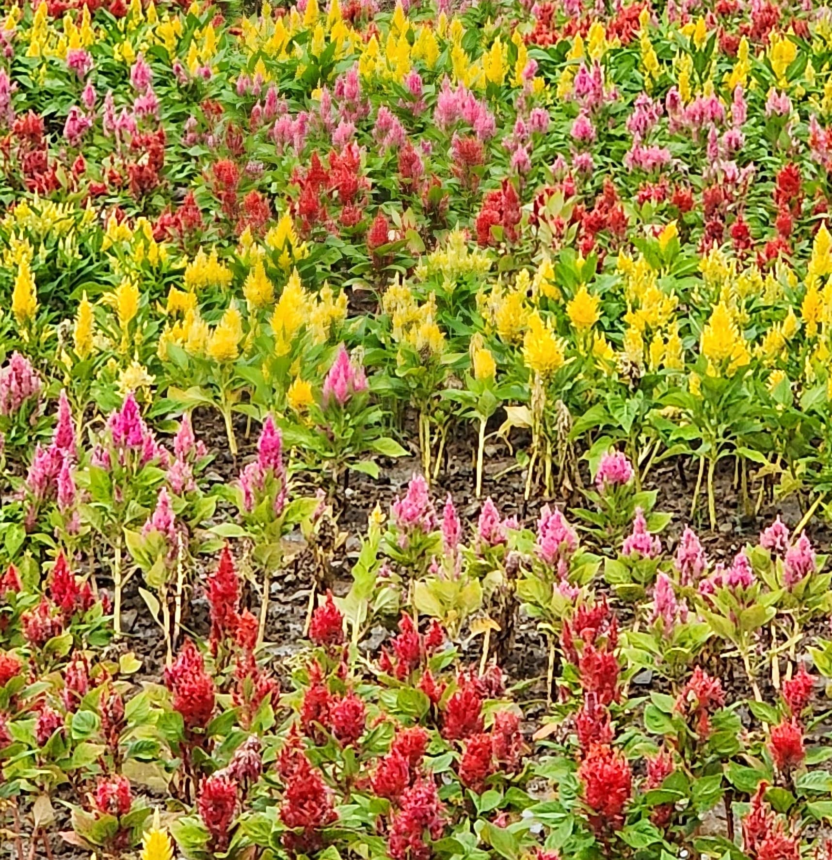 2025 가을 포천 한탄강 가든 페스타