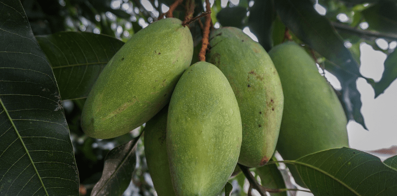 와일드 망고 열매가 나무에 열려 있다