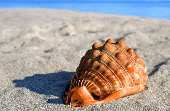 바닷가 해변에 연갈색 껍데기를 가진 커다란 소라 한 개가 있다. 뒤에는 파란 바다가 보이고 껍데기 표면엔 울퉁불퉁한 게 튀어나왔다.