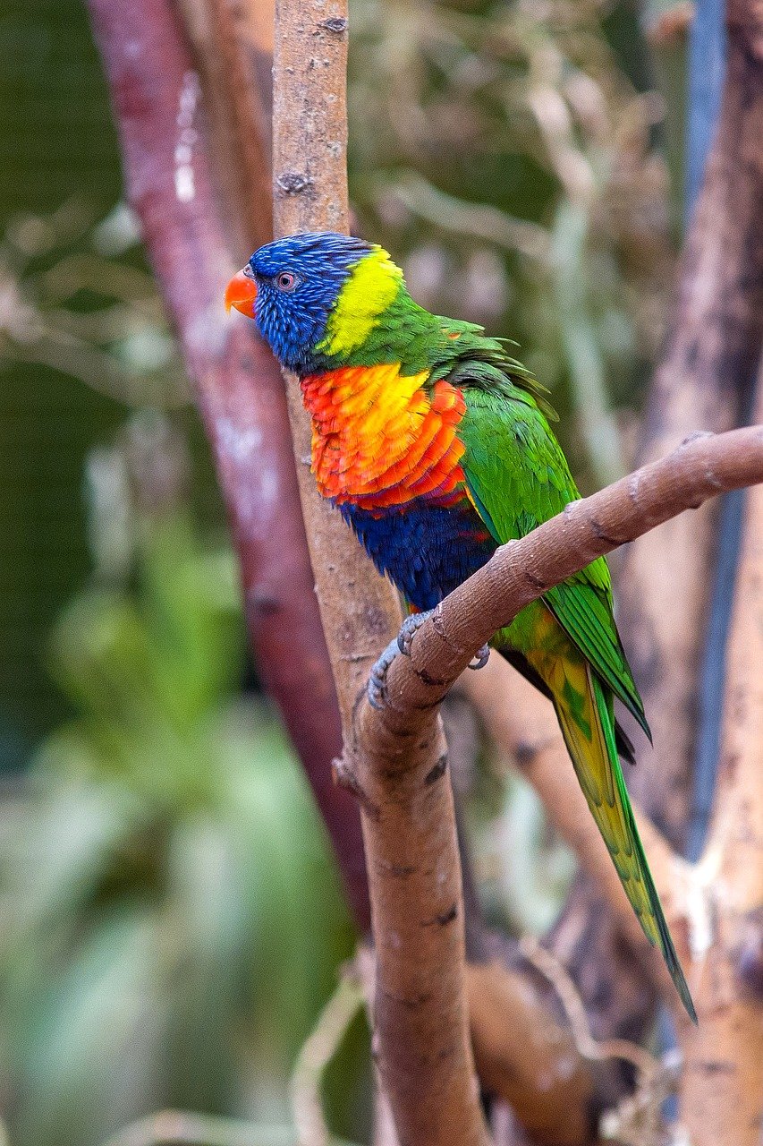 주의를 살피며 경계하는 패럿(앵무새)