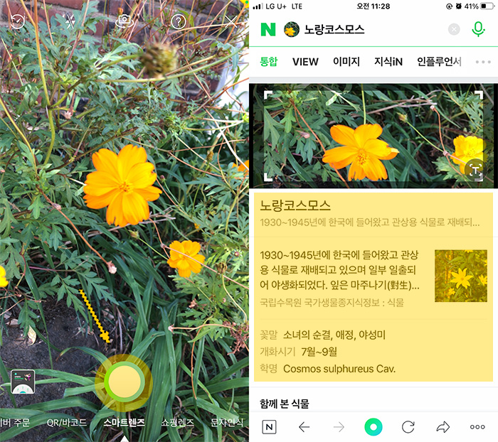 꽃-이름-검색-방법