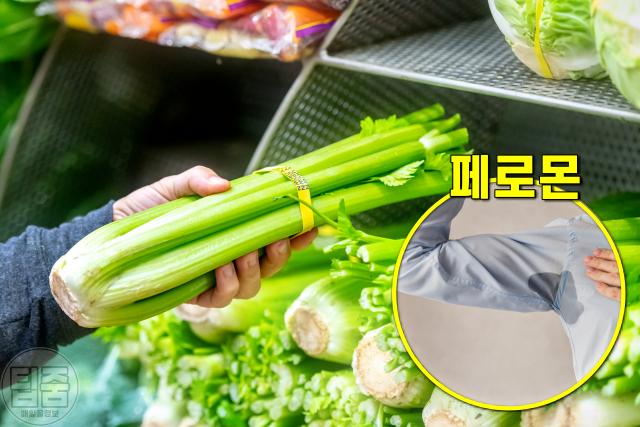 겨드랑이 땀냄새 제거 음식 샐러리,팁줌