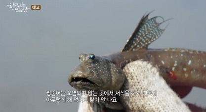 짱뚱어