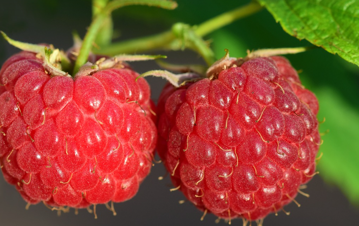 체중조절에좋은라즈베리