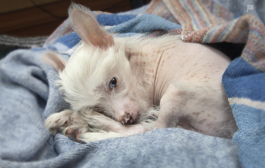 강아지 건강이상 조기 발견 관련이미지
