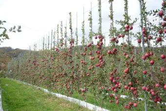 사과 재배 적과 시기 착색 관리 당도 향상_12