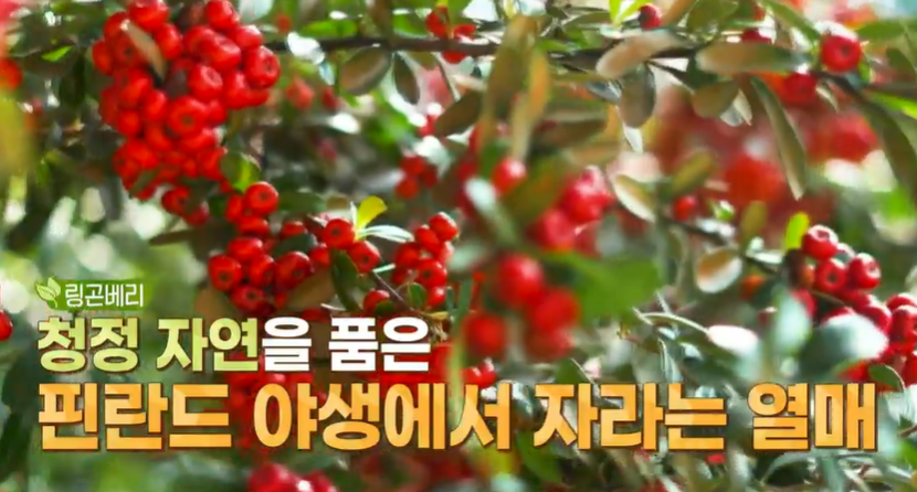 링곤베리