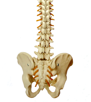 척추 협착증 완치 가능한가?비수술 치료법과 한의학적 비밀까지 알려드립니다