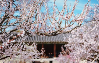 2024-서울-벚꽃-개화시기