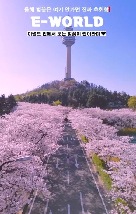 3월 벚꽃 축제