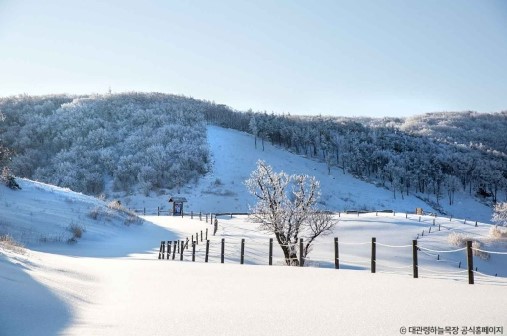 겨울축제 대관령 눈꽃축제