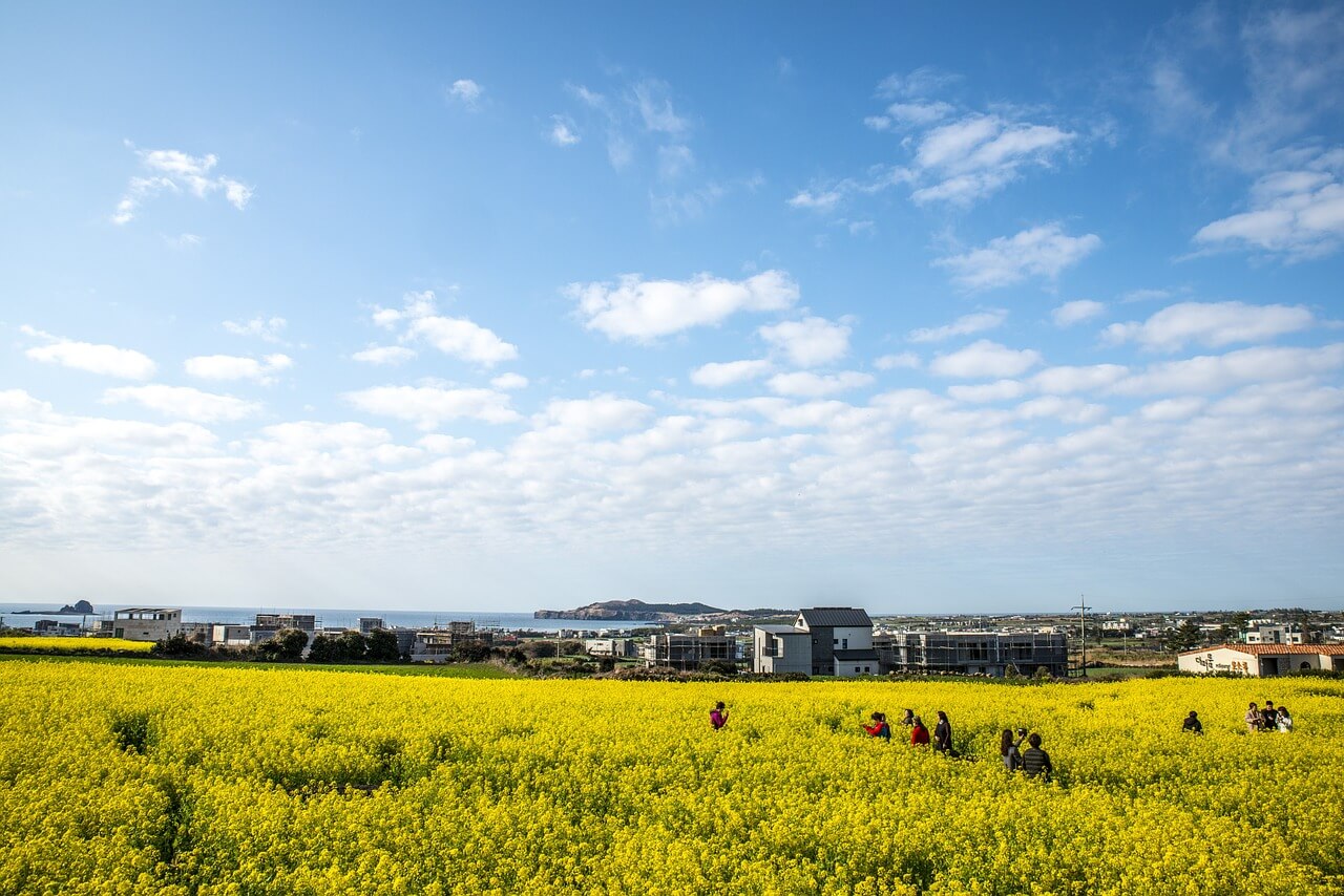 제주도 유채꽃 축제 서귀포 가볼만한 곳 주차안내
