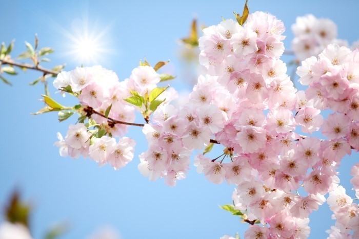 2023년 전국 벚꽃 축제 일정