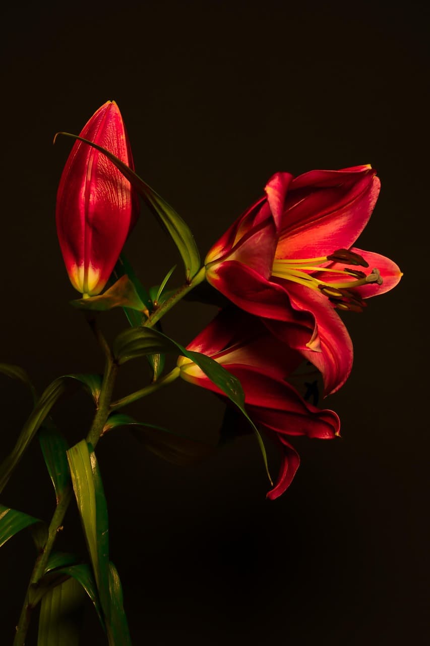 침실에 두면 안 되는 식물 TOP 7 — 건강하고 안전한 수면 공간 만들기 프로젝트