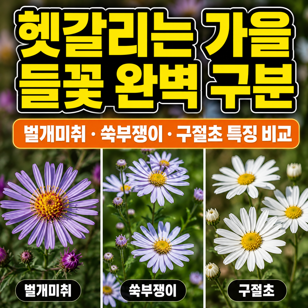 벌개미취, 쑥부쟁이, 구절초 가을 들꽃 완벽 구분법!