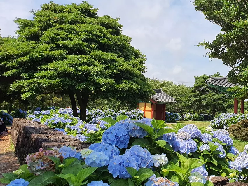 제주도 혼인지 수국