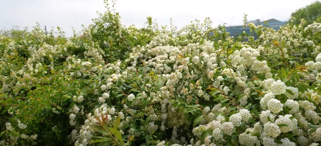 5월에 꼭 가봐야 할 적국 봄꽃 명소