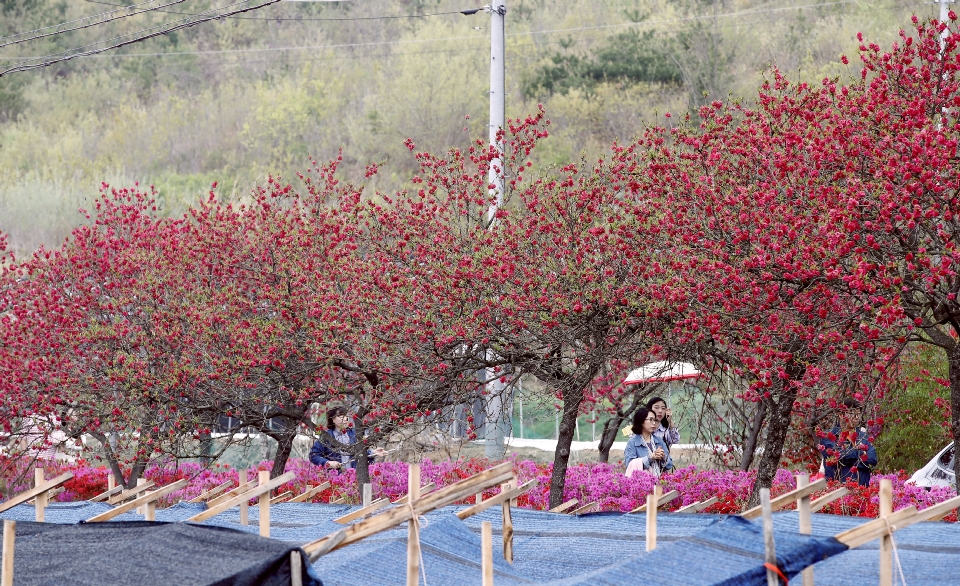 금산 홍도마을 제 14화 축제 기본일정과 특징 소개 