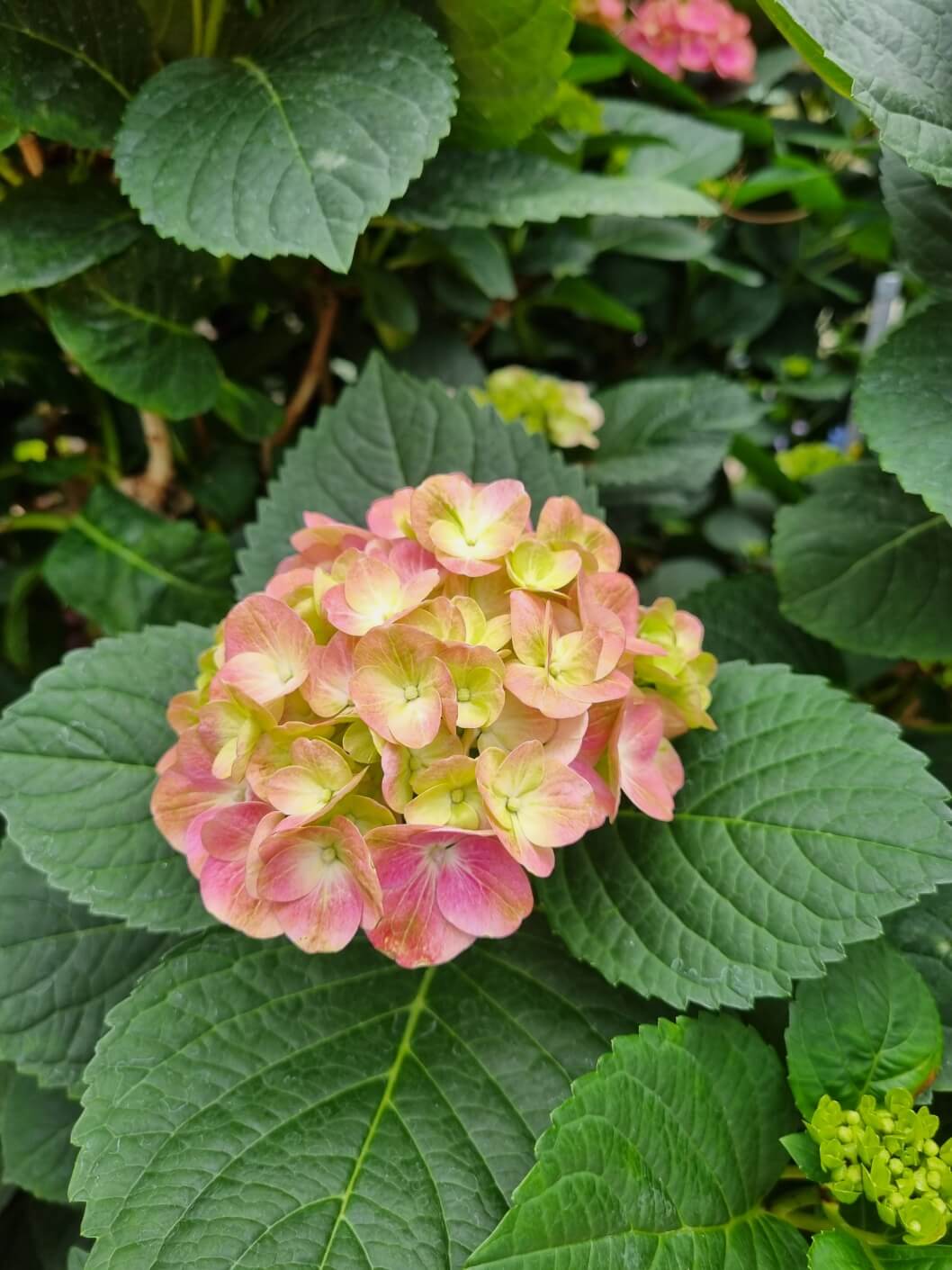 서울식물원 입장료