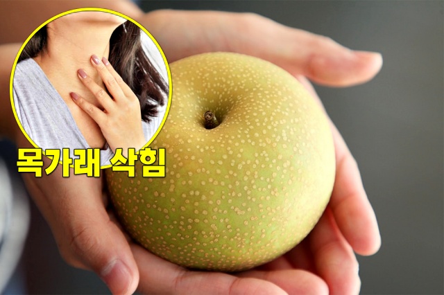 가래 삭히는 음식 배 효능, 가래 없애는 방법, 건강 팁줌 매일꿀정보