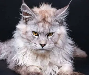 메인쿤 고양이 유전병_13