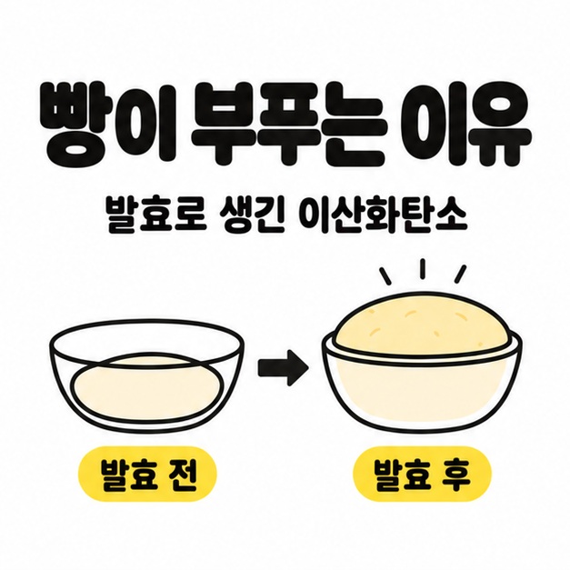 발효로 생긴 이산화탄소가 빵을 부풀린다는 설명과 그릇 속 반죽의 발효 전후 모습을 비교한 이미지