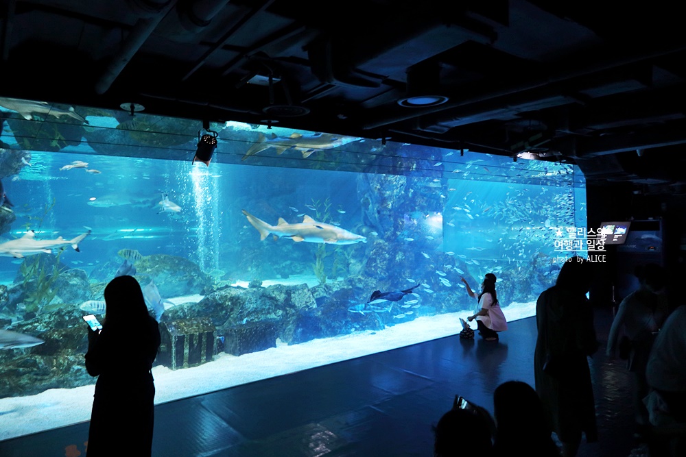 코엑스 아쿠아리움 입장권 할인예약 방법, 대중교통 가는 방법, 참물범 펭귄 비버 상어 보러가자!