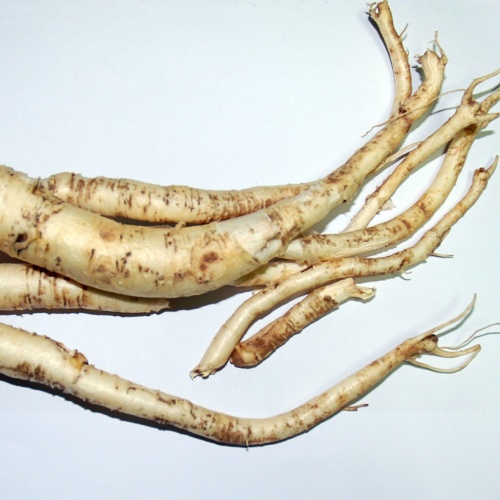 도라지 뿌리 모습