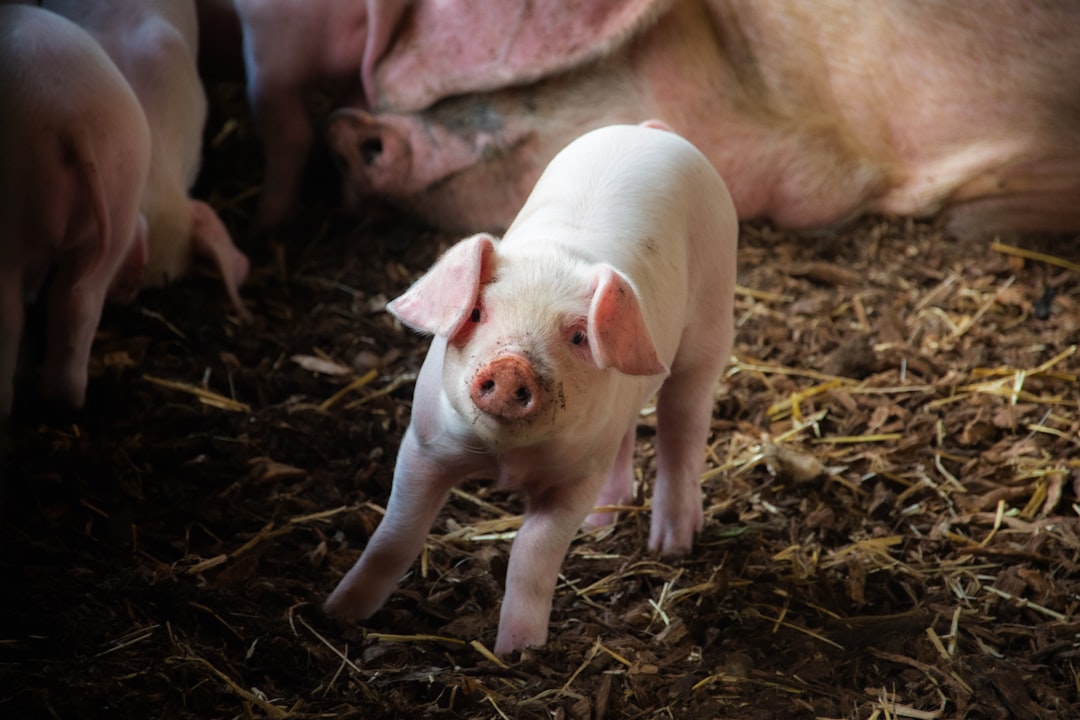 Piglet